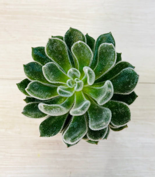 Succulents - Assorted 4"