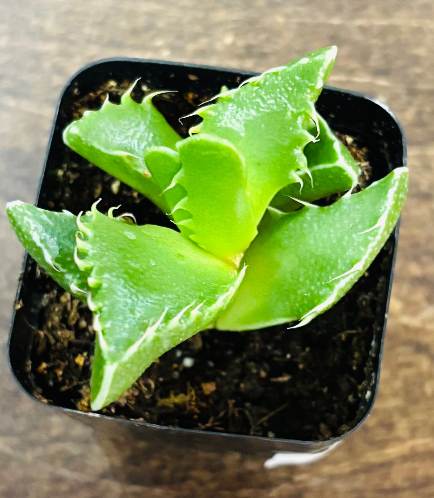 Succulents - Assorted 2”