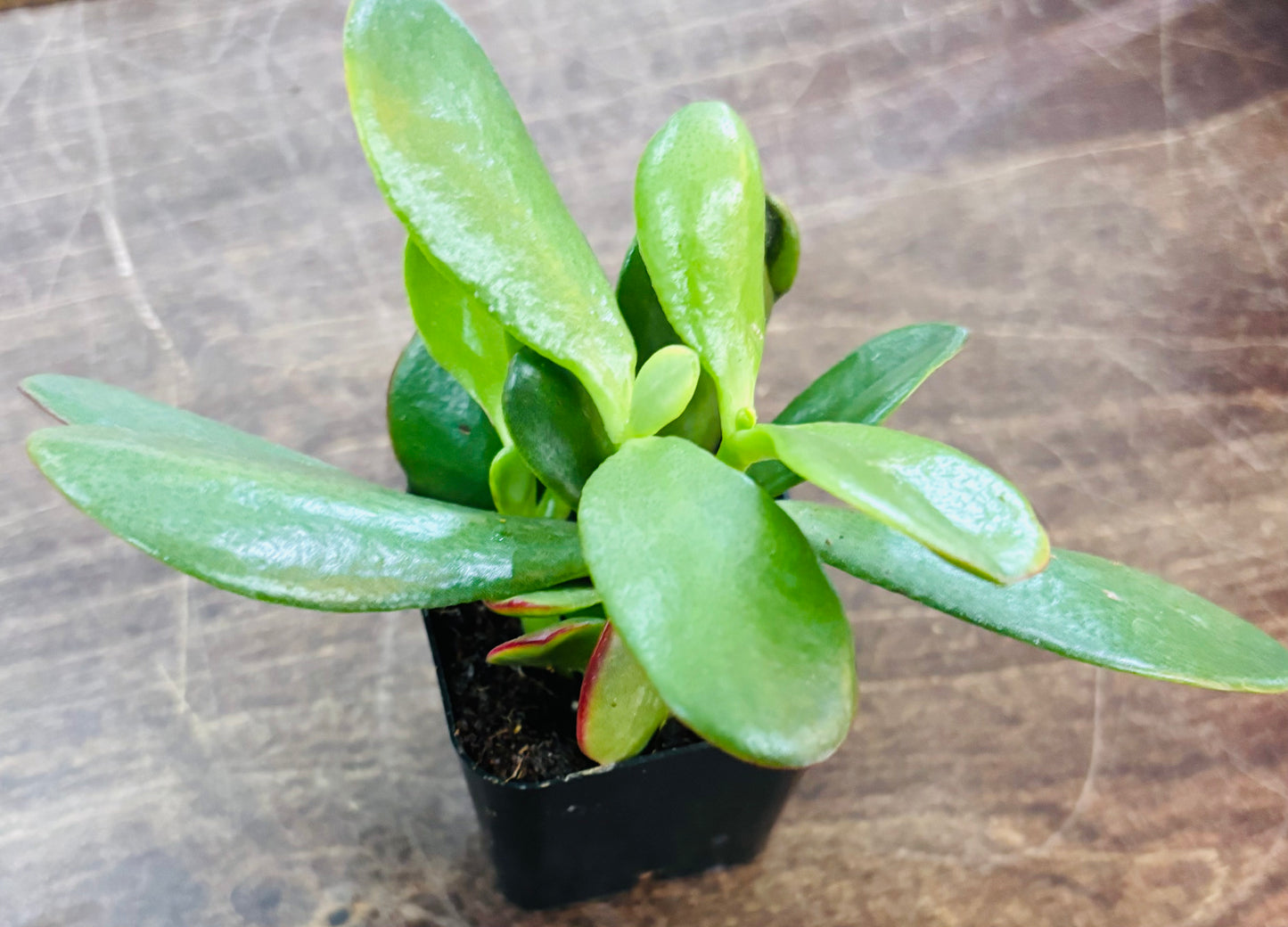 Succulents - Assorted 2”