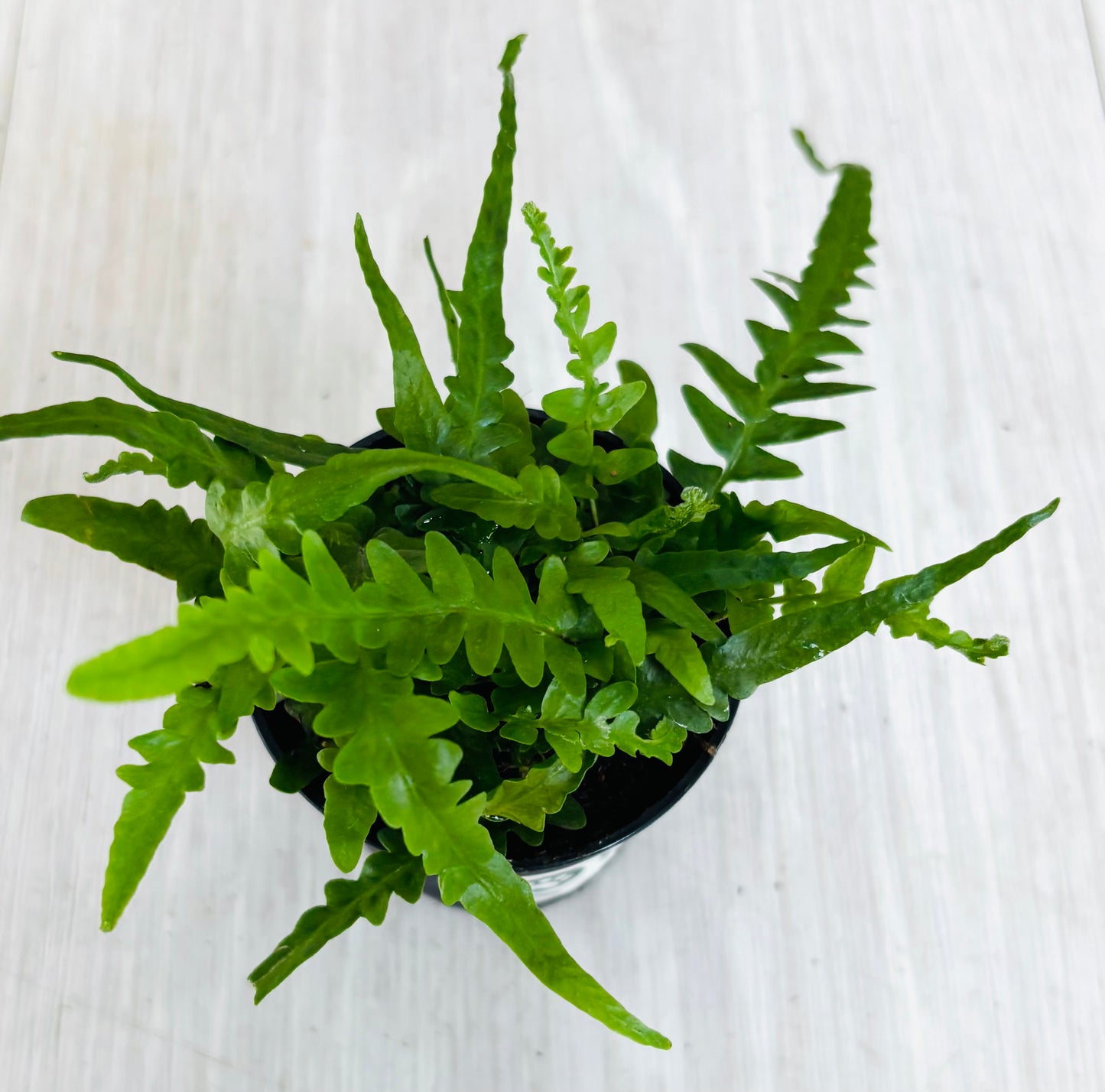 Houseplants - Assorted 2"