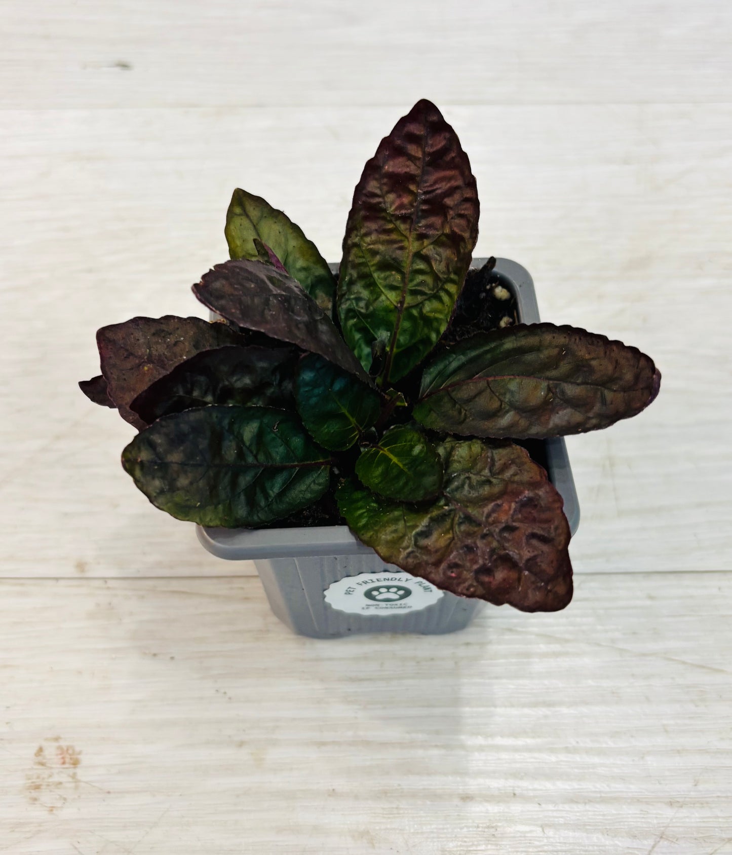 Houseplants - Assorted 3"