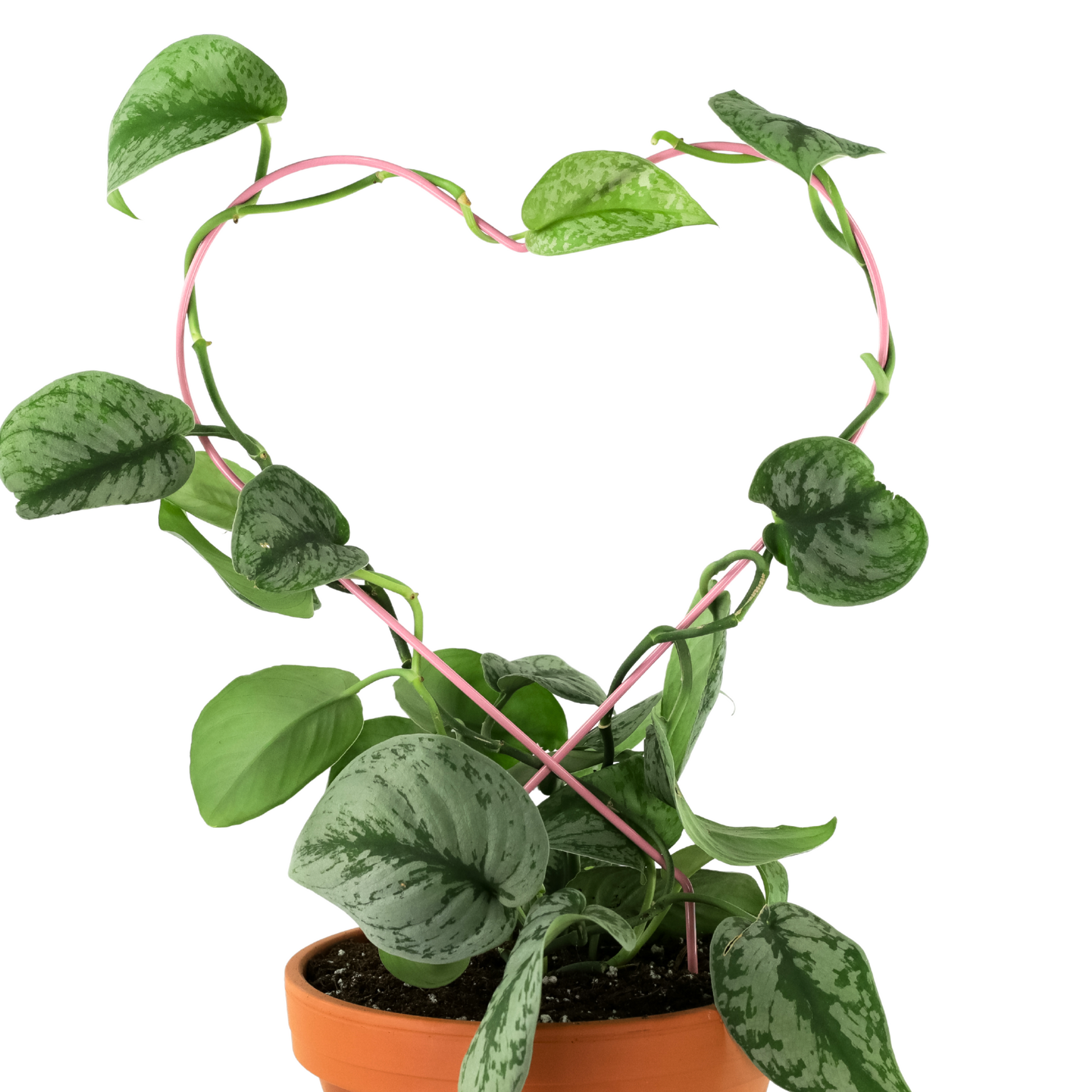 heart trellis for plants Metal Trellis
