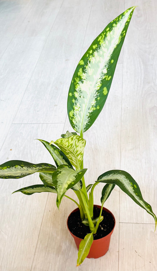 Dieffenbachia Panther