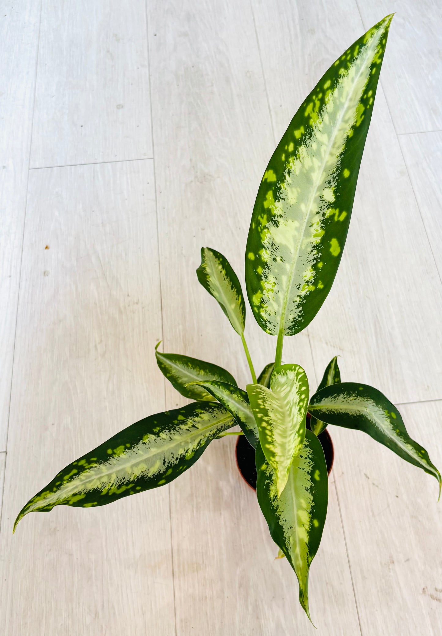Dieffenbachia Panther
