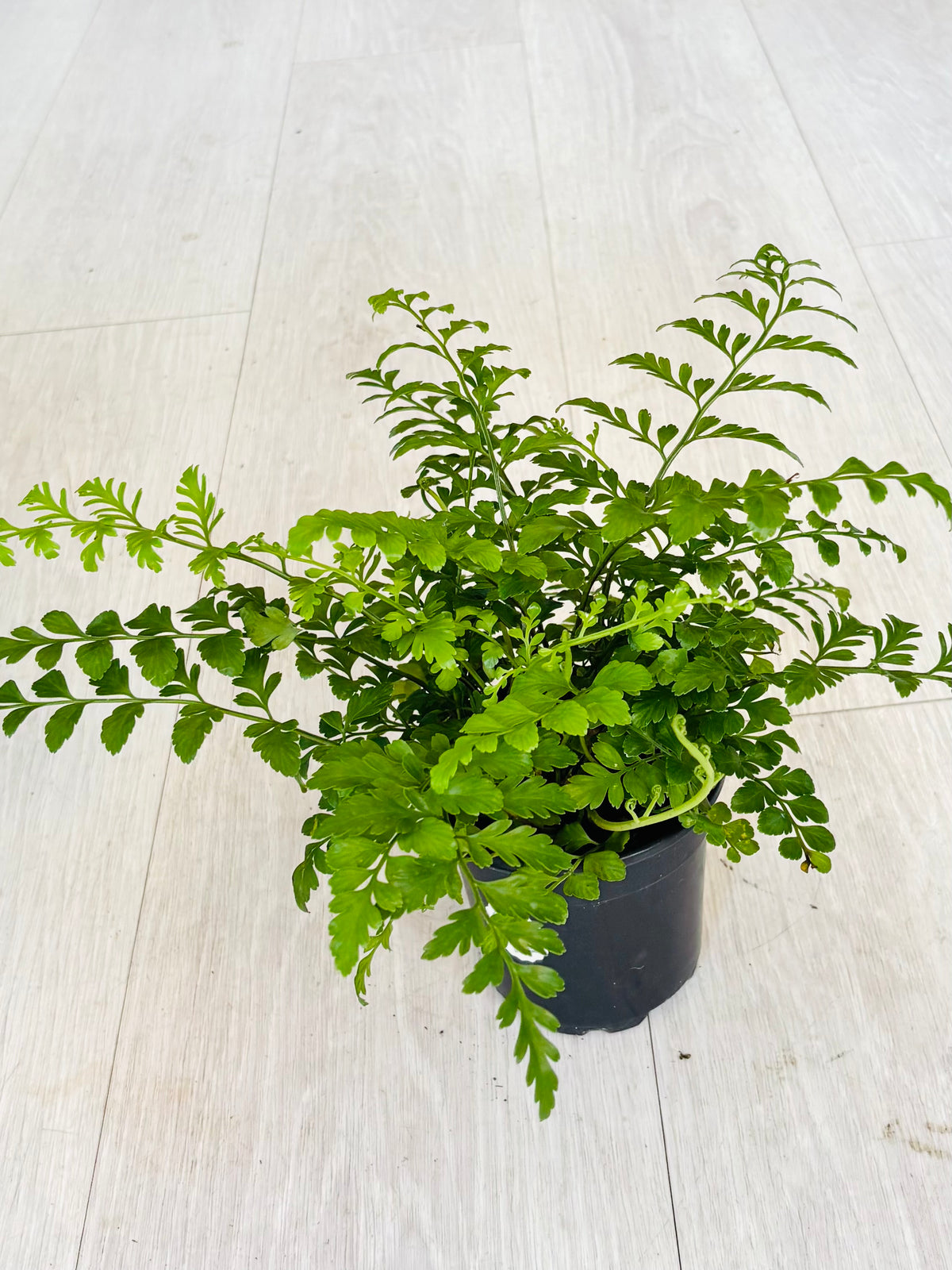 Austral Gem Fern