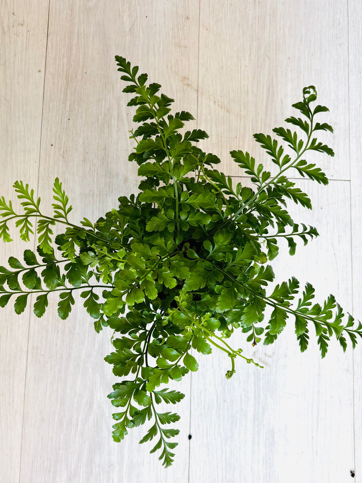 Austral Gem Fern