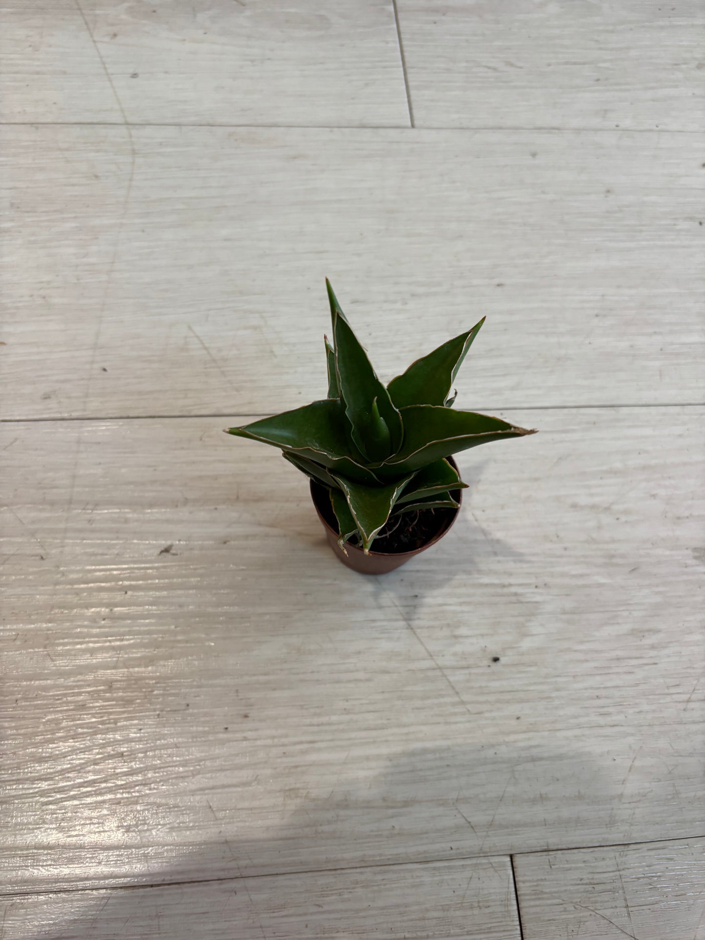 Succulents - Assorted 2”