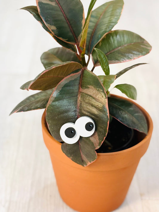 Silva & Ore Plant Charm Magnets