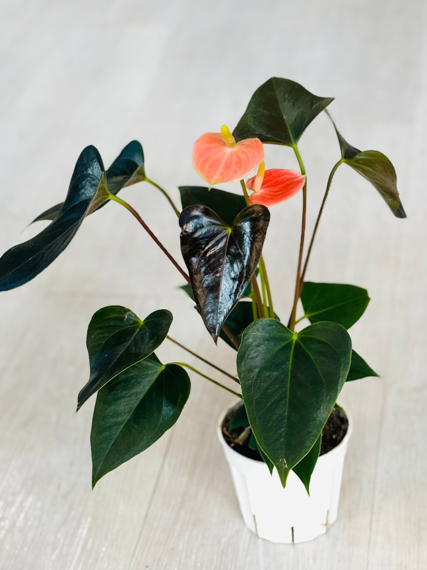Dutch Anthurium