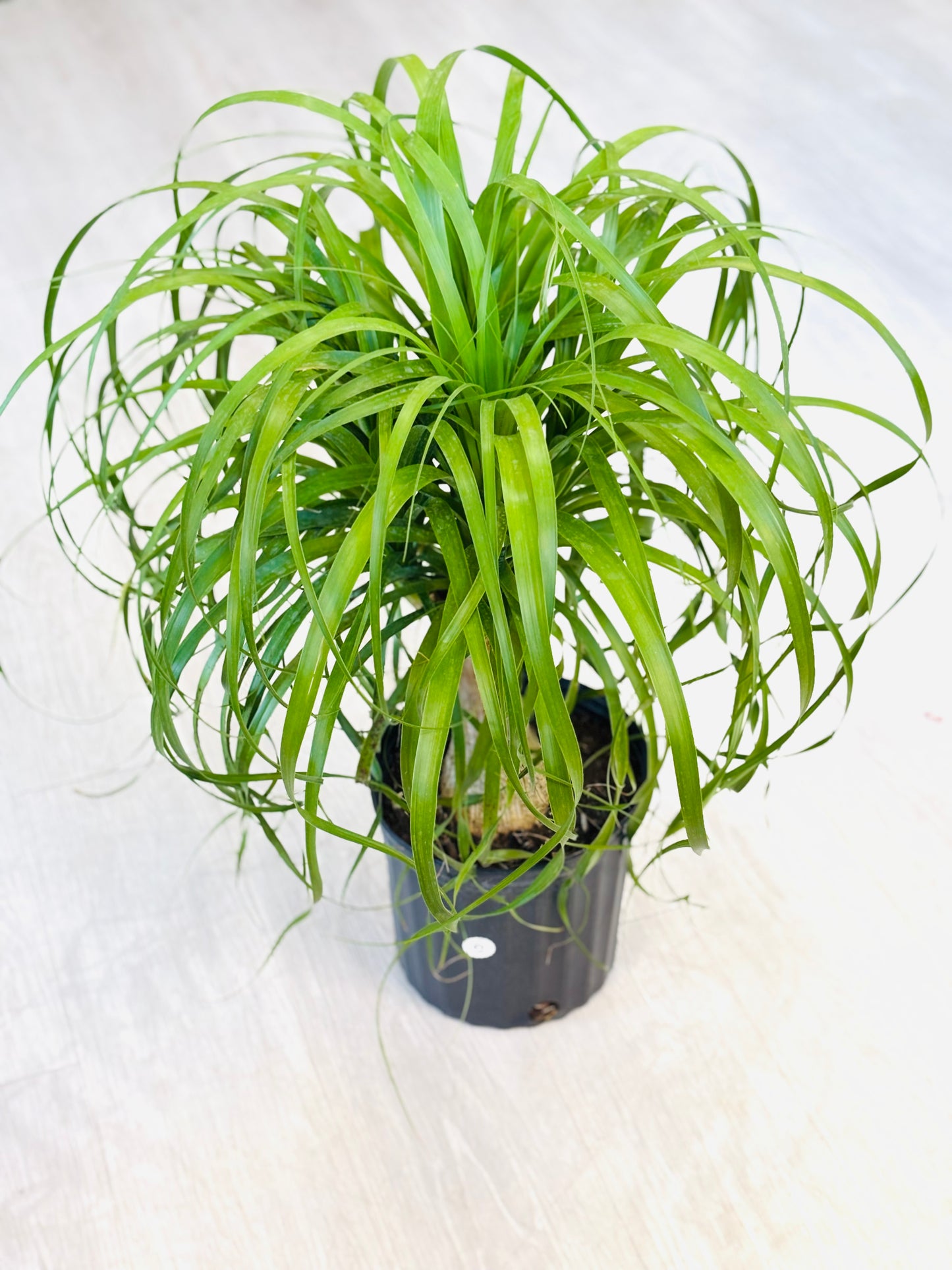 Ponytail Palm