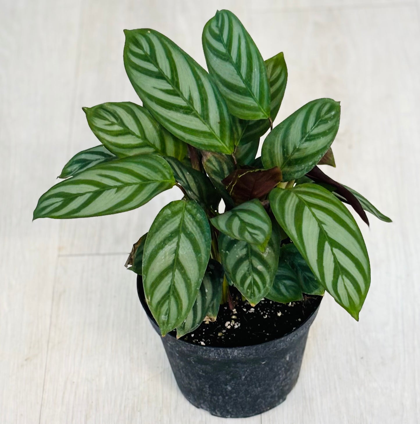 Calathea Freddie