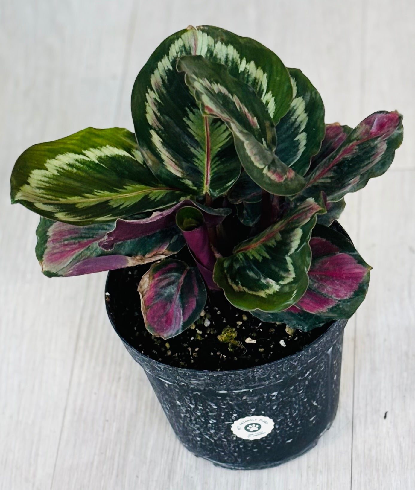 Roseopicta Eclipse Calathea