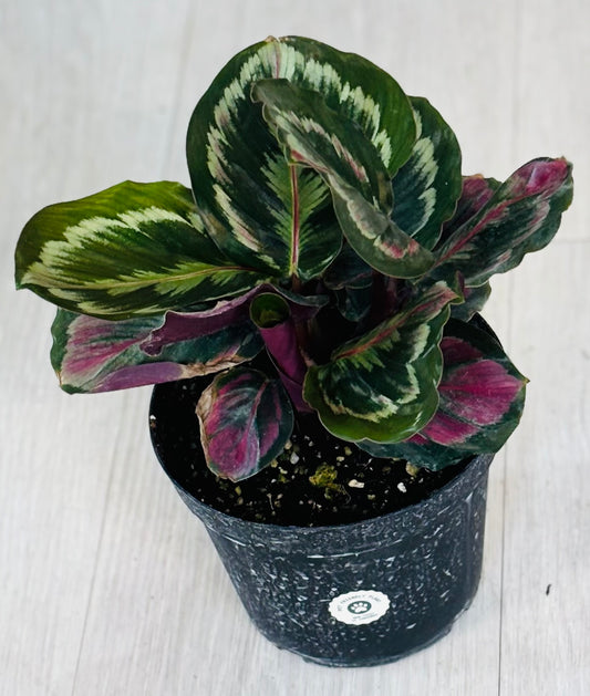 Medallion Calathea