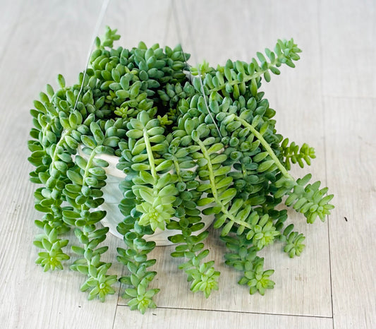 Burro's Tail