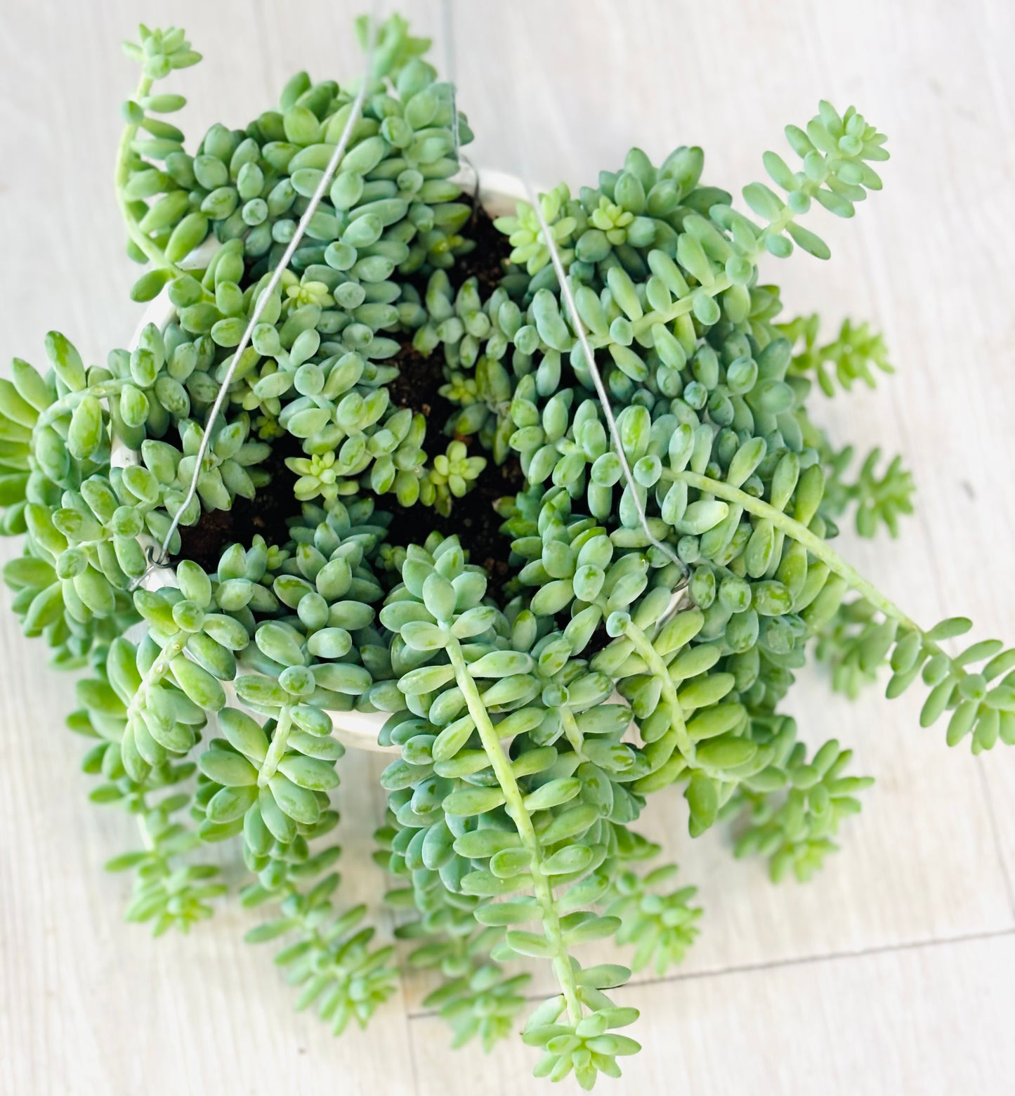 Burro's Tail