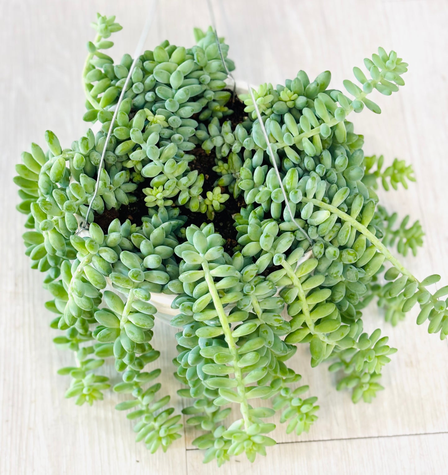 Burro's Tail