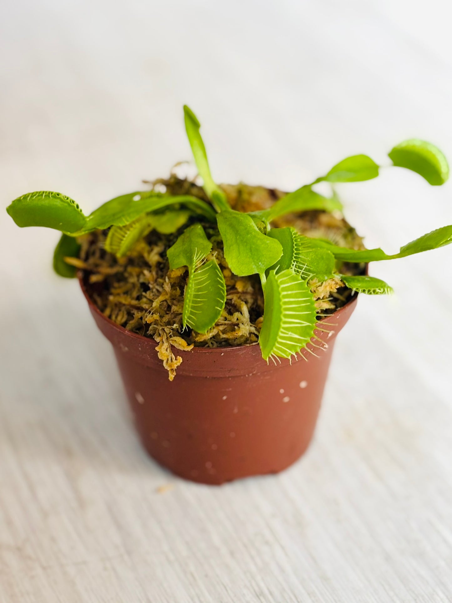 Venus Fly Trap