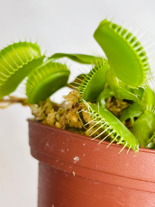 Assorted Carnivorous Plants