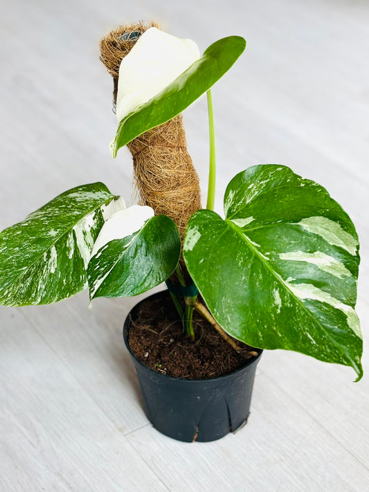 Monstera Albo