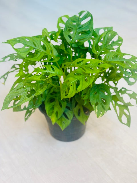 Monstera Adansonii