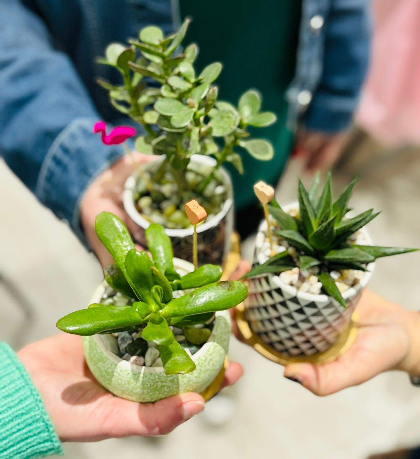 Galentine's Succulents & Sangria - TUESDAY February 10th