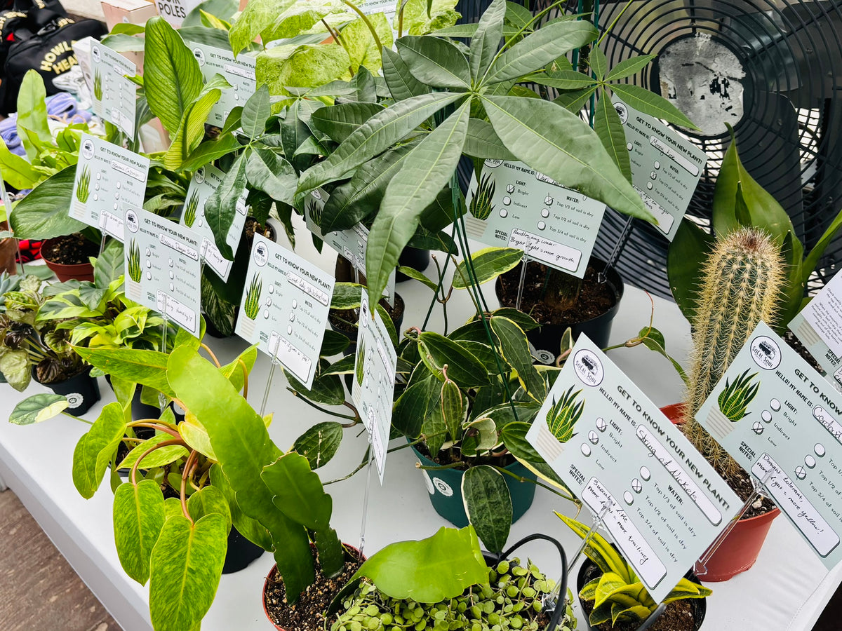 Plant Bingo - November 11th