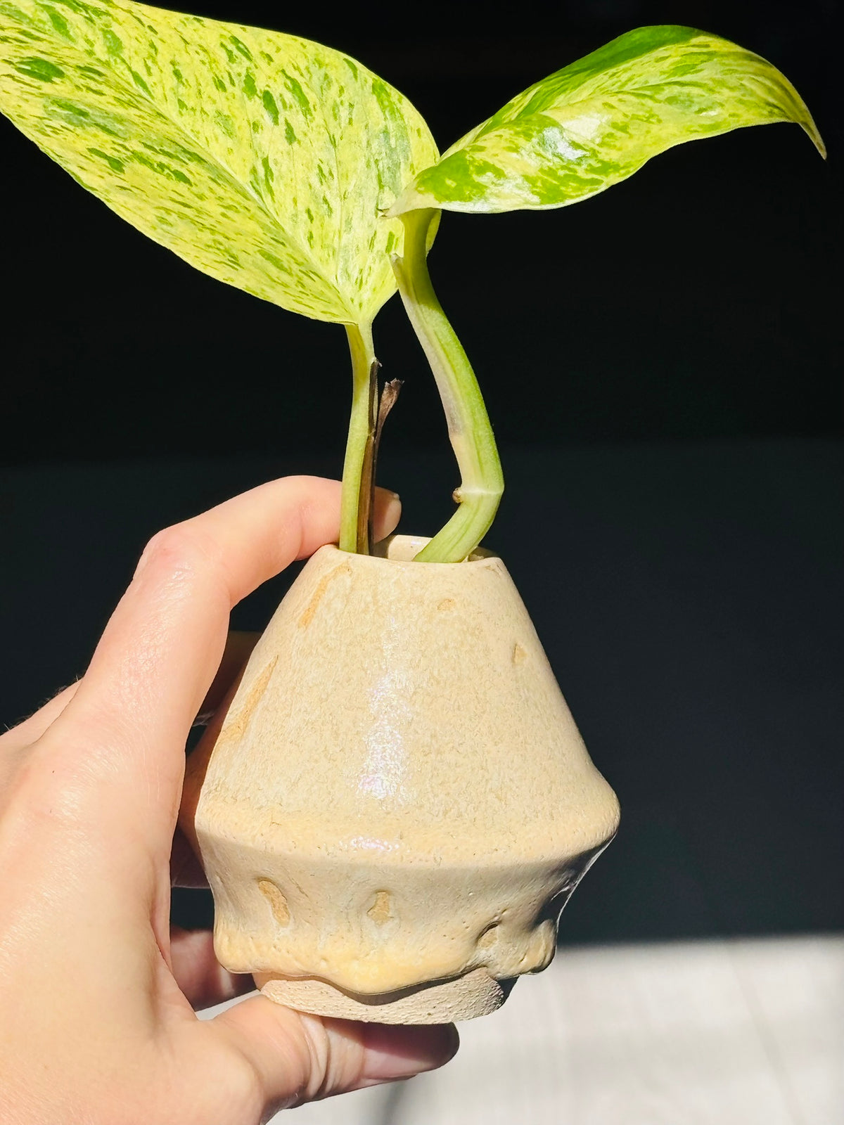 Happy Place Pottery Propagation Vases