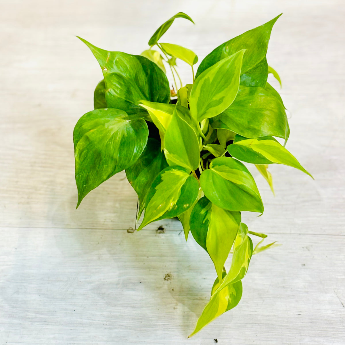 Brasil Philodendron