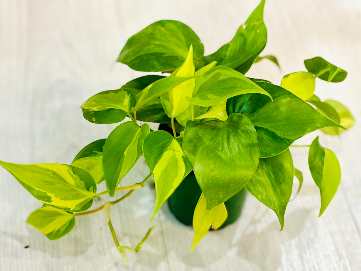 Brasil Philodendron