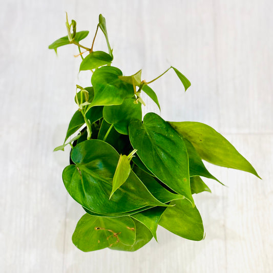 Heartleaf Philodendron