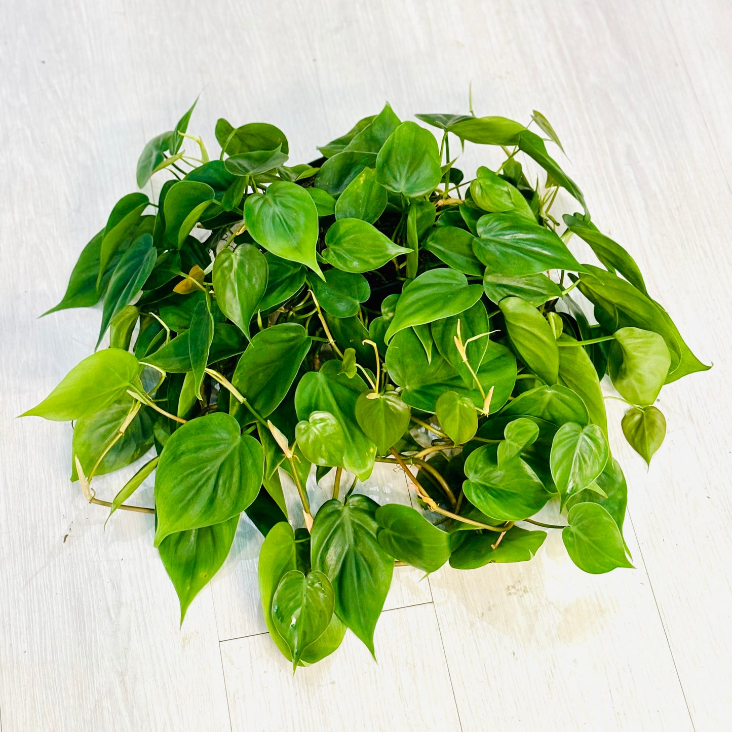 Heartleaf Philodendron