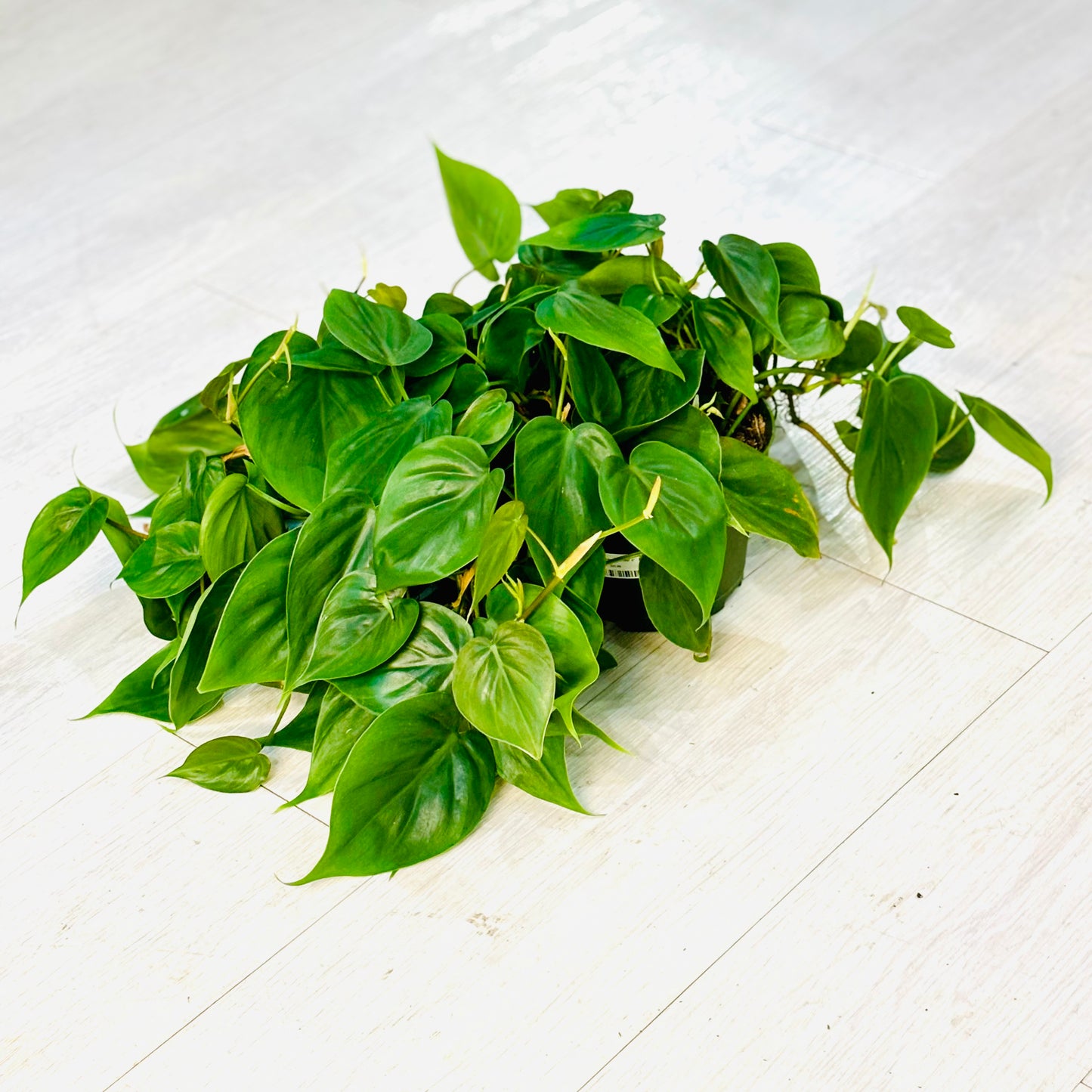 Heartleaf Philodendron