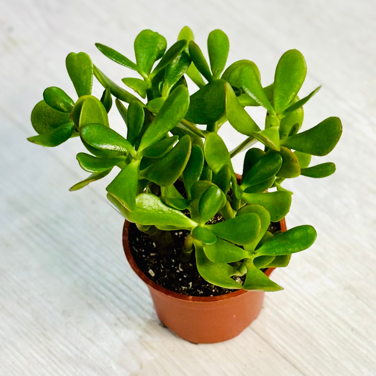 Jade Plant