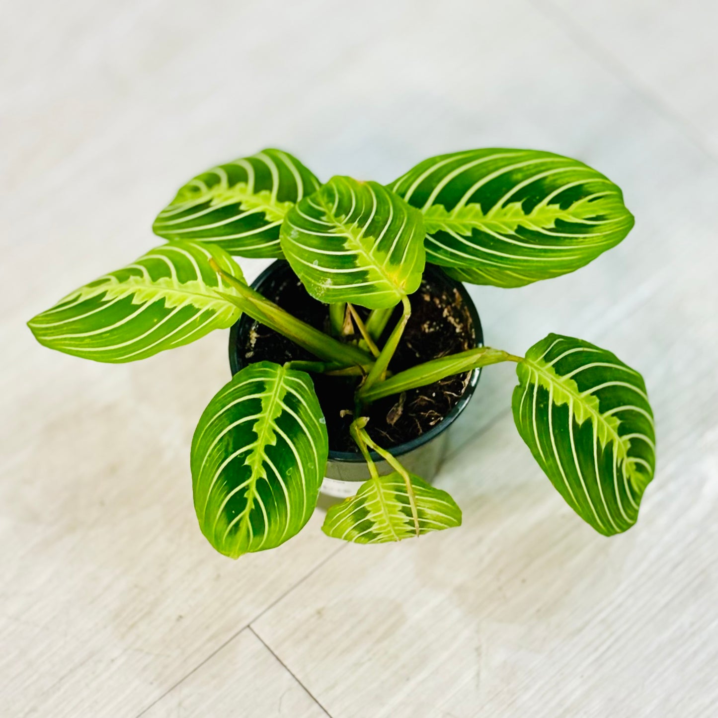 Lemon Lime Prayer Plant
