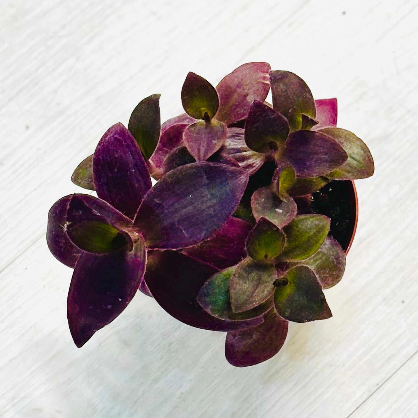 Tradescantia Purple Heart