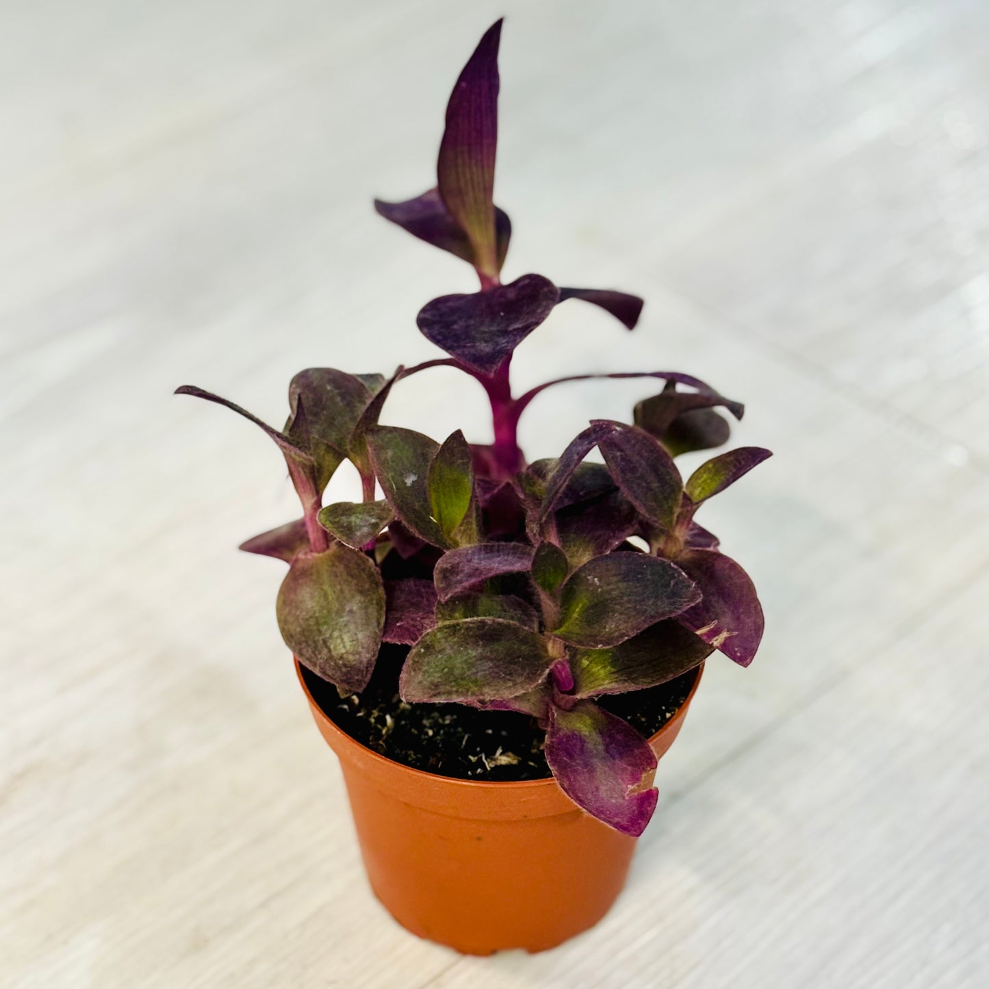 Tradescantia Purple Heart