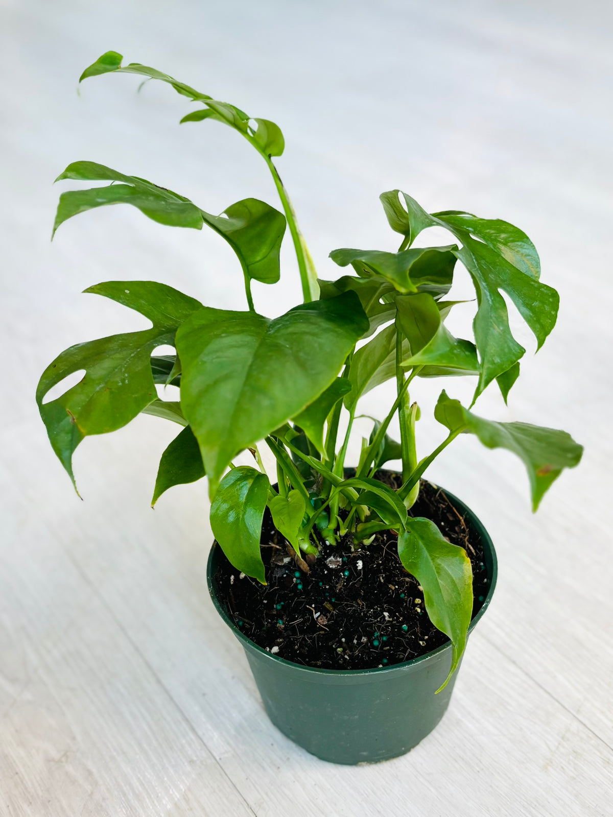 Monstera Minima