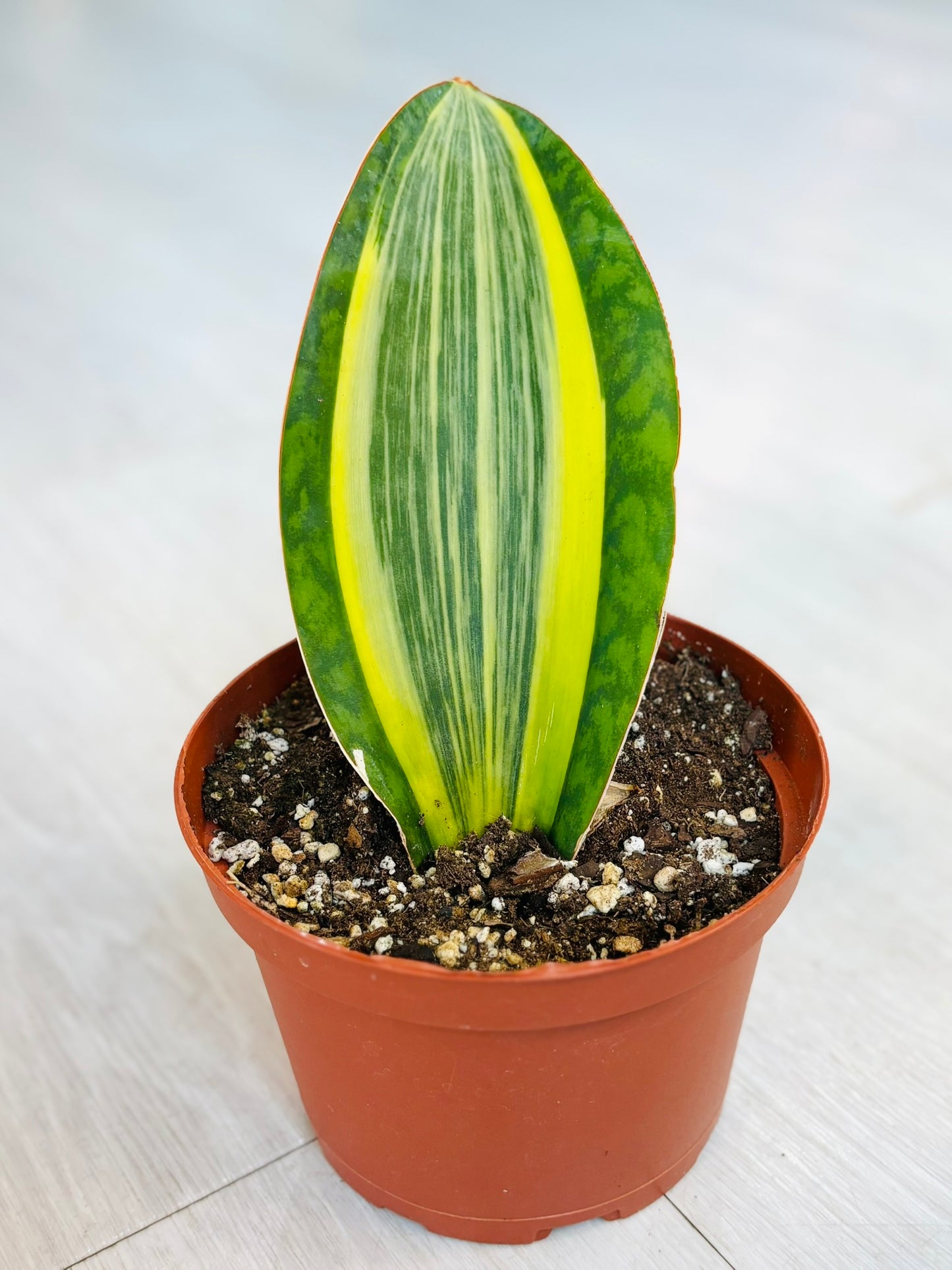 Variegated Whale Fin Snake Plant