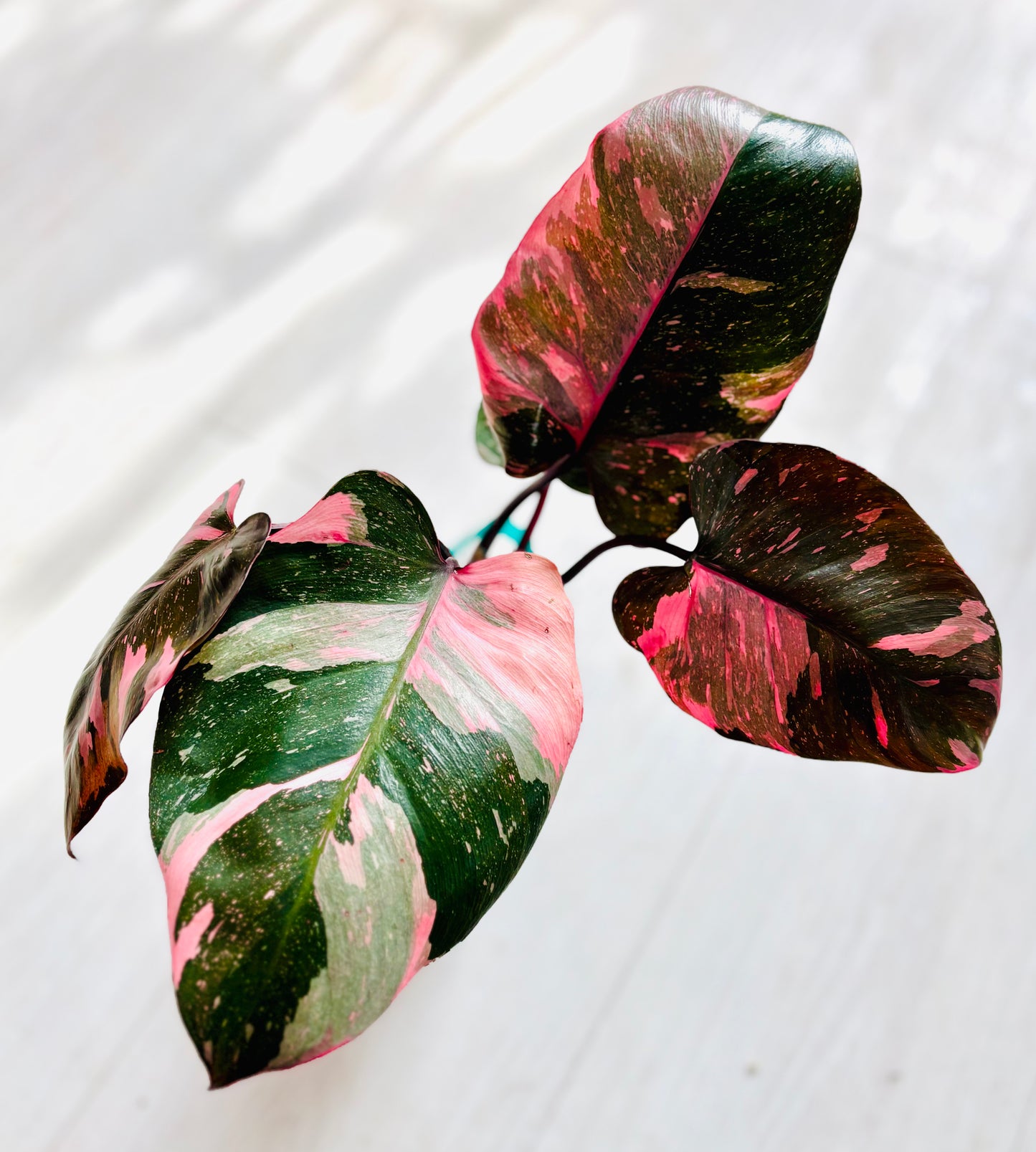 Marble Pink Princess Philodendron