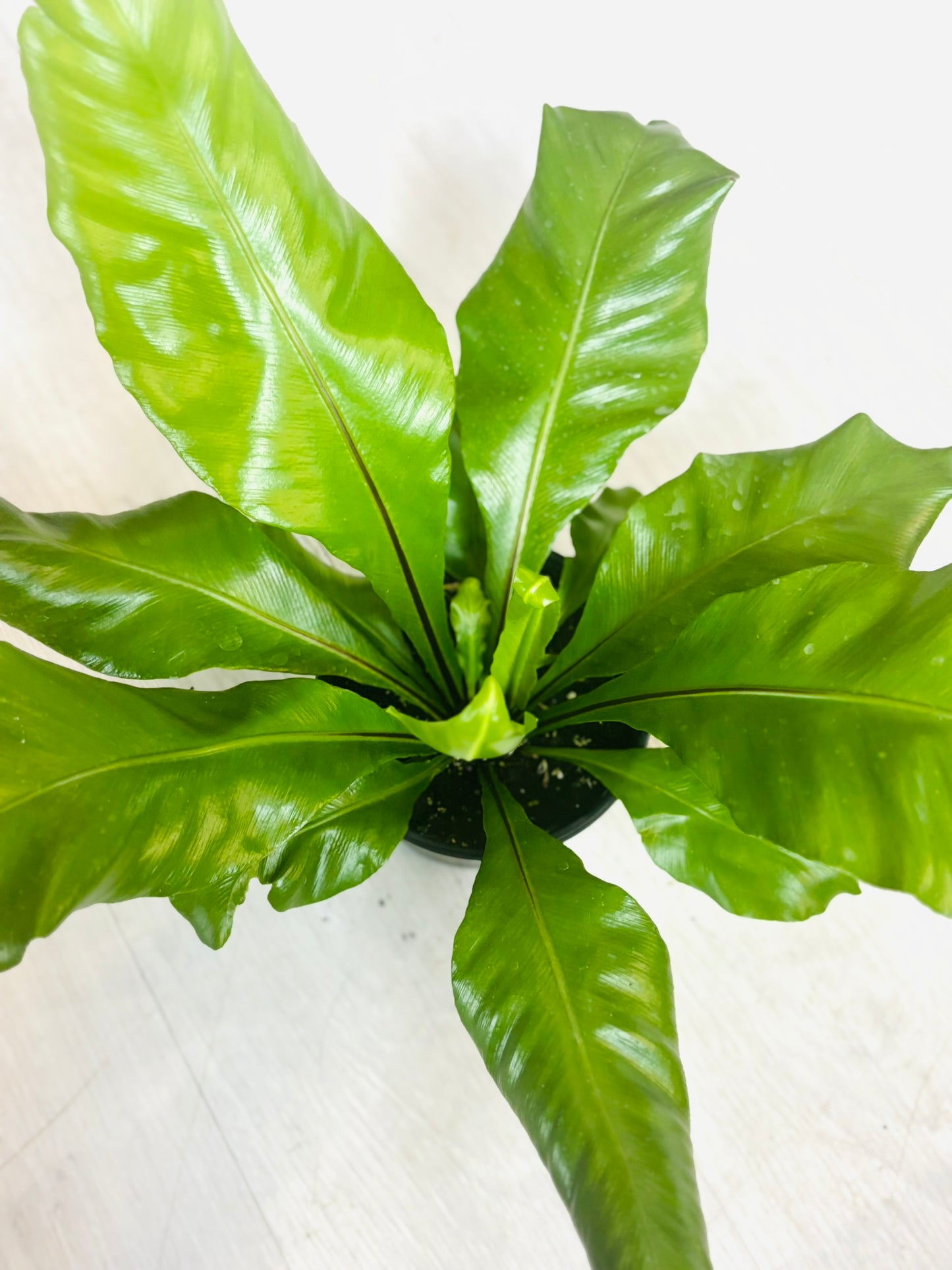 Birds Nest Fern