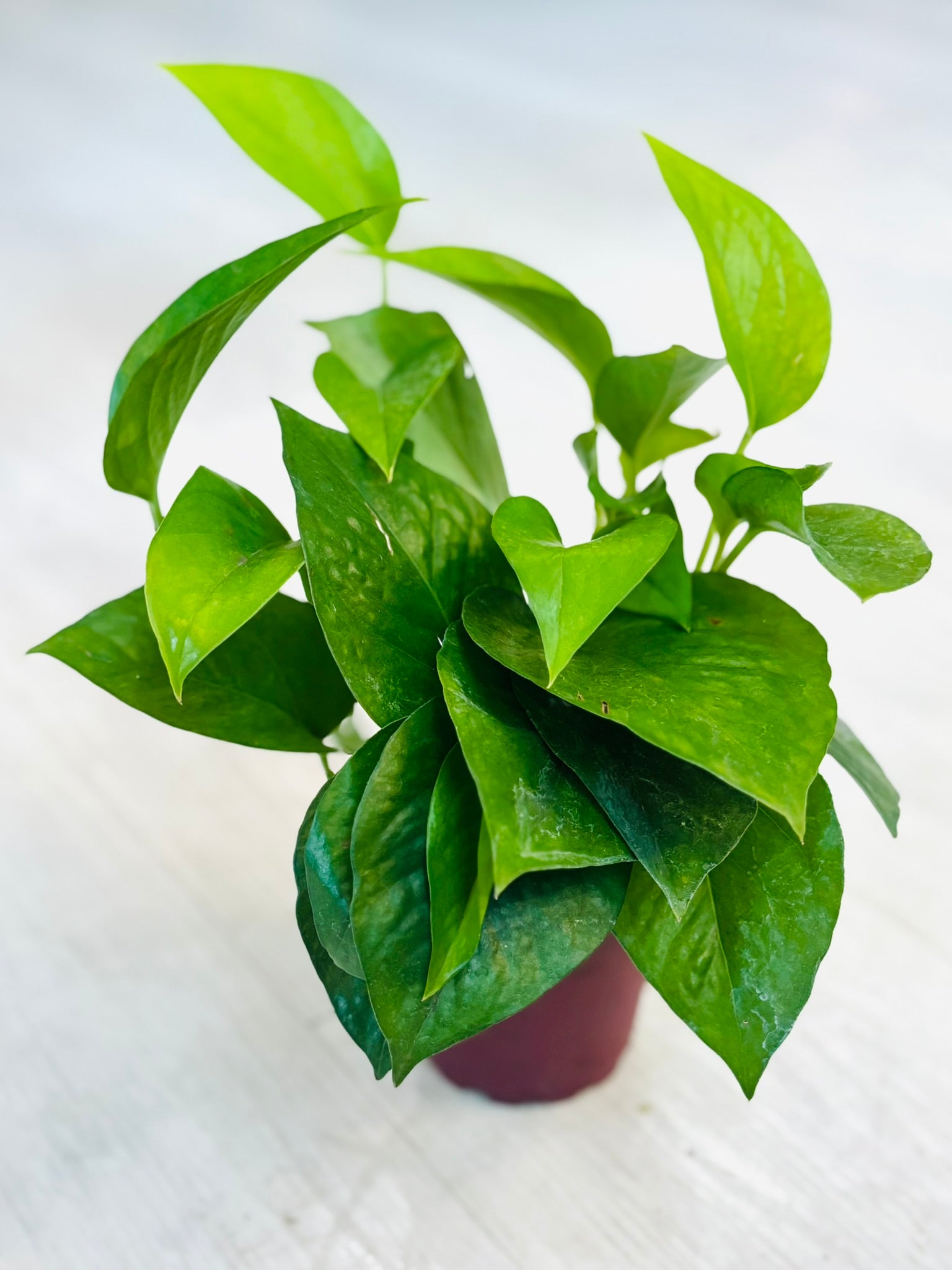 Socal File Pothos Jade 4” – SoCal Soul Plants & Gifts