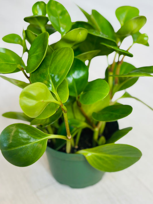 Peperomia