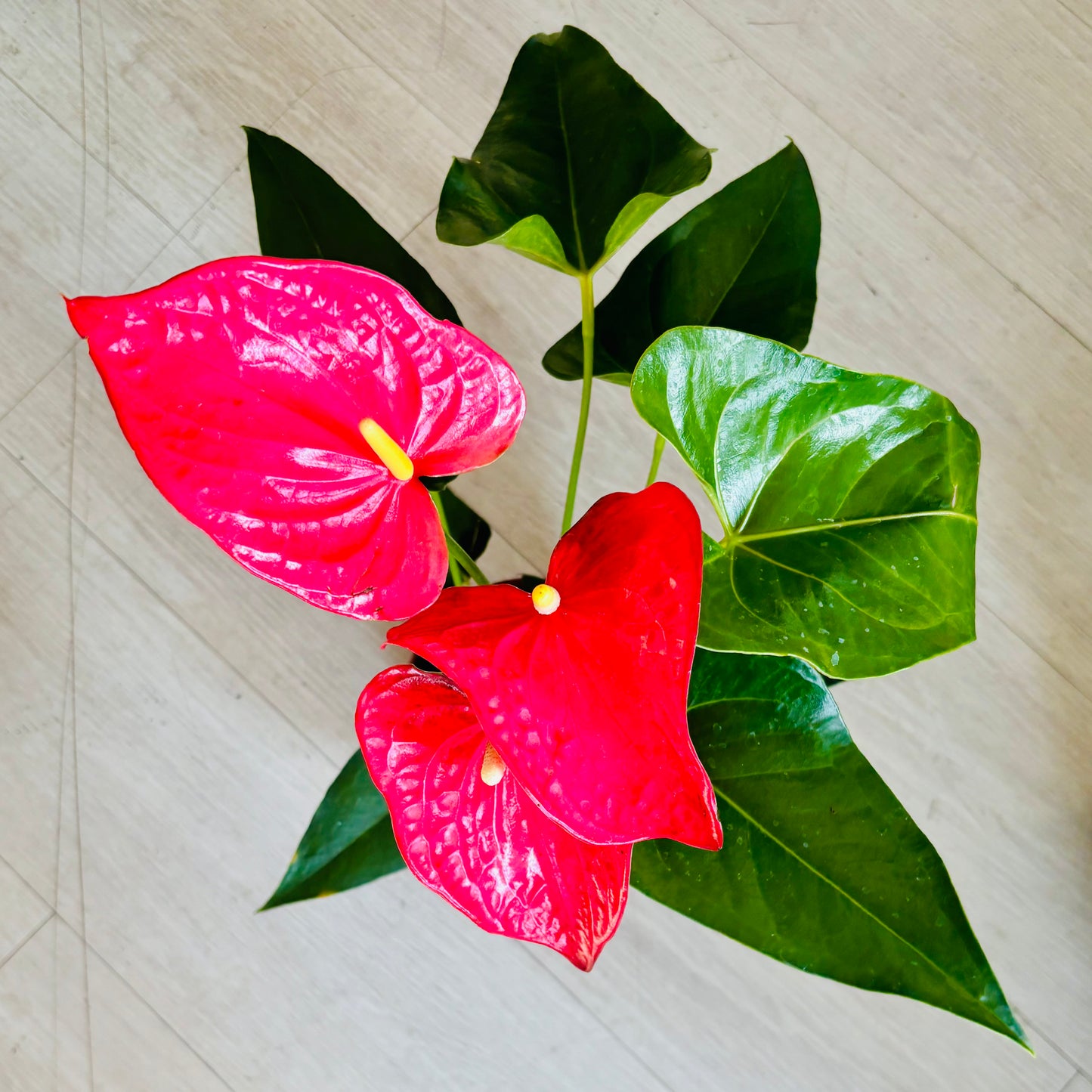 Dutch Anthurium