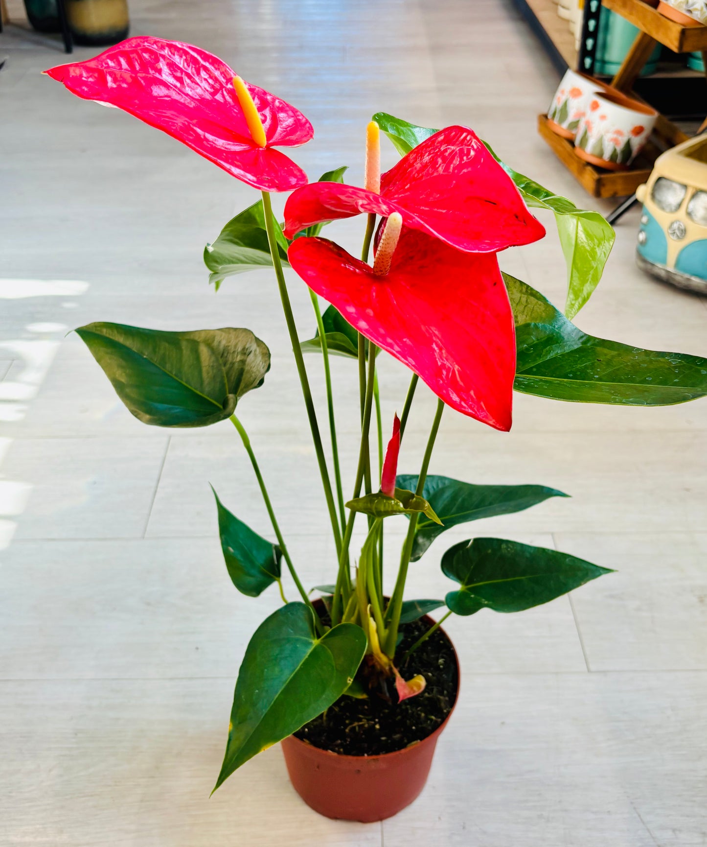 Dutch Anthurium