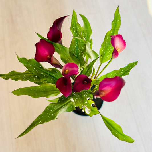 Calla Lily