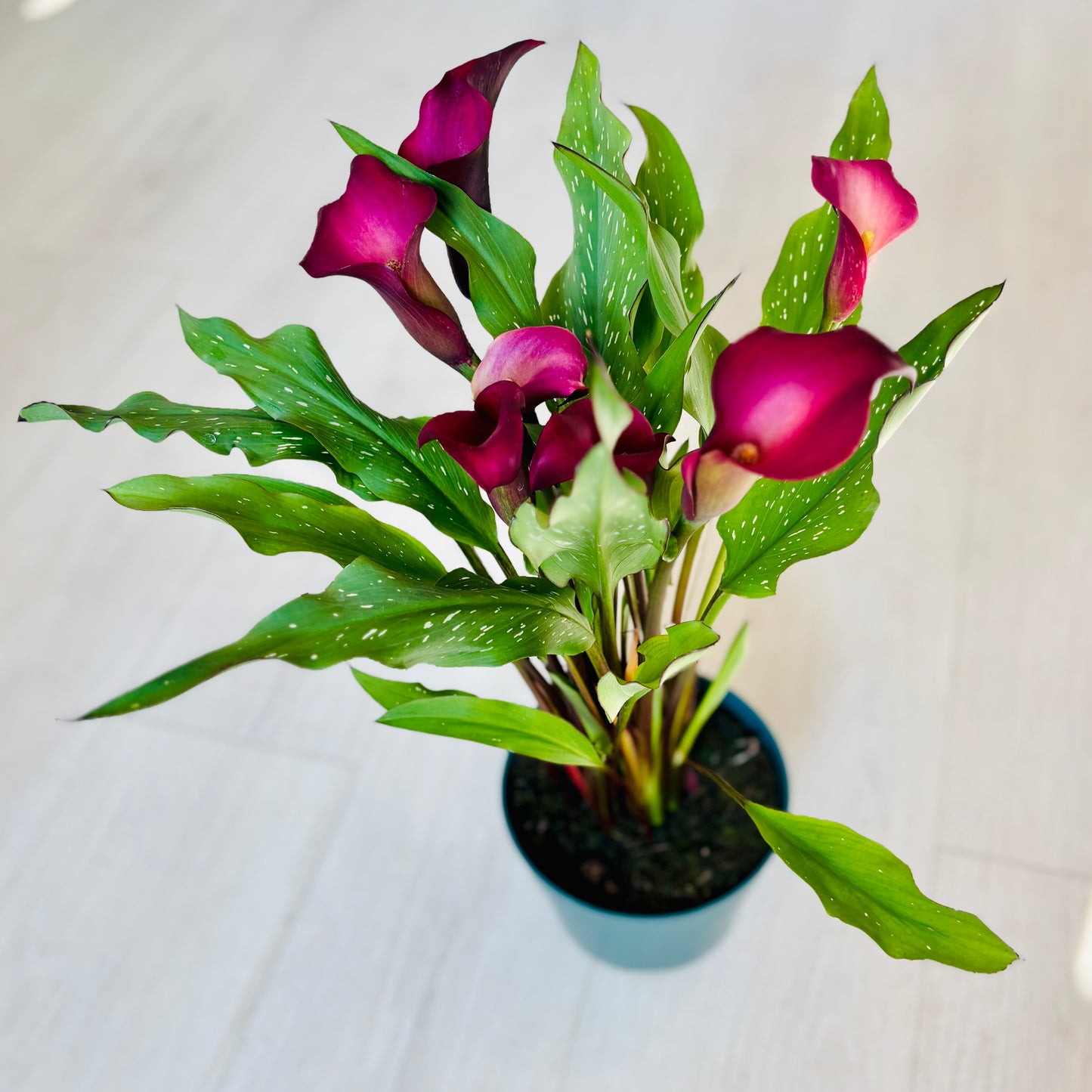 Calla Lily