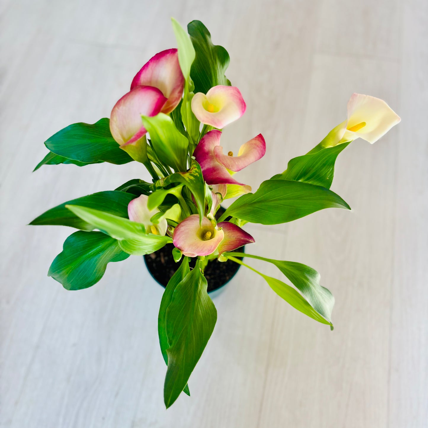 Calla Lily