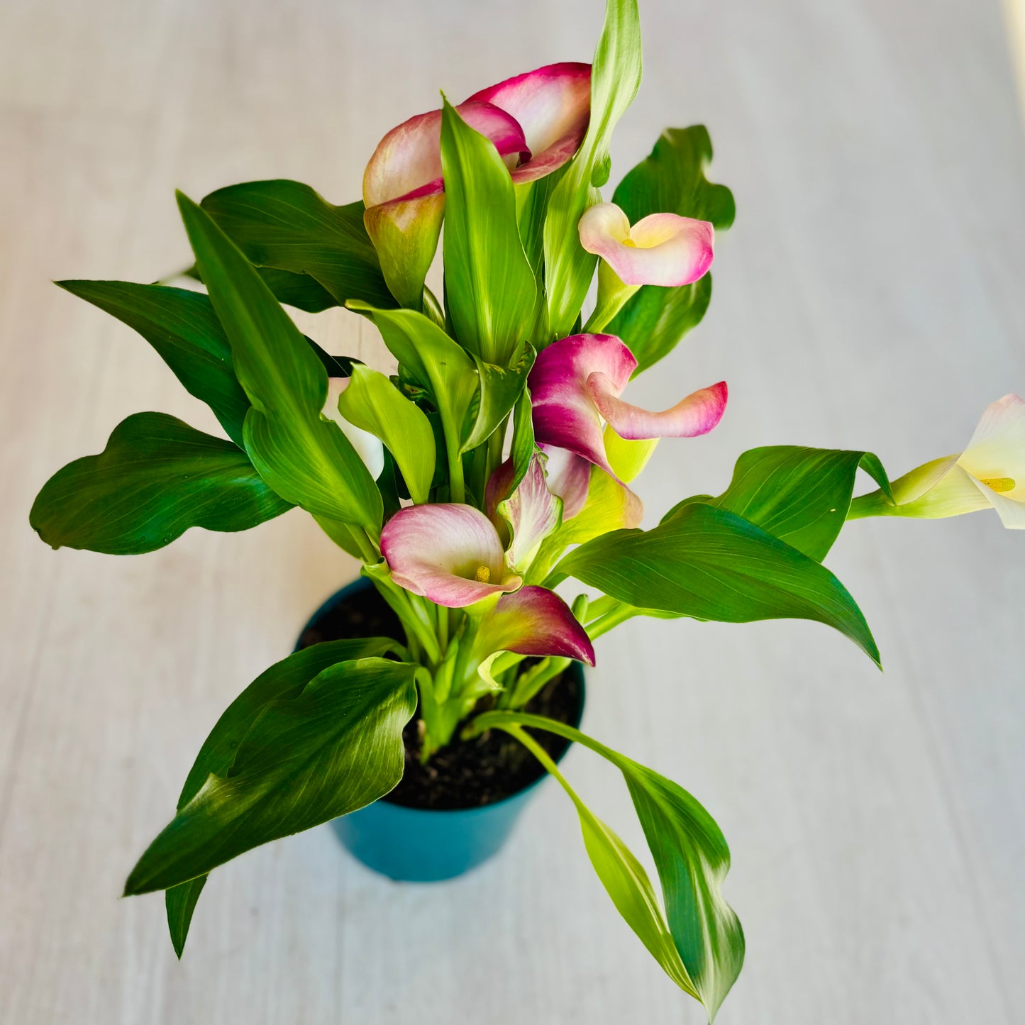 Calla Lily