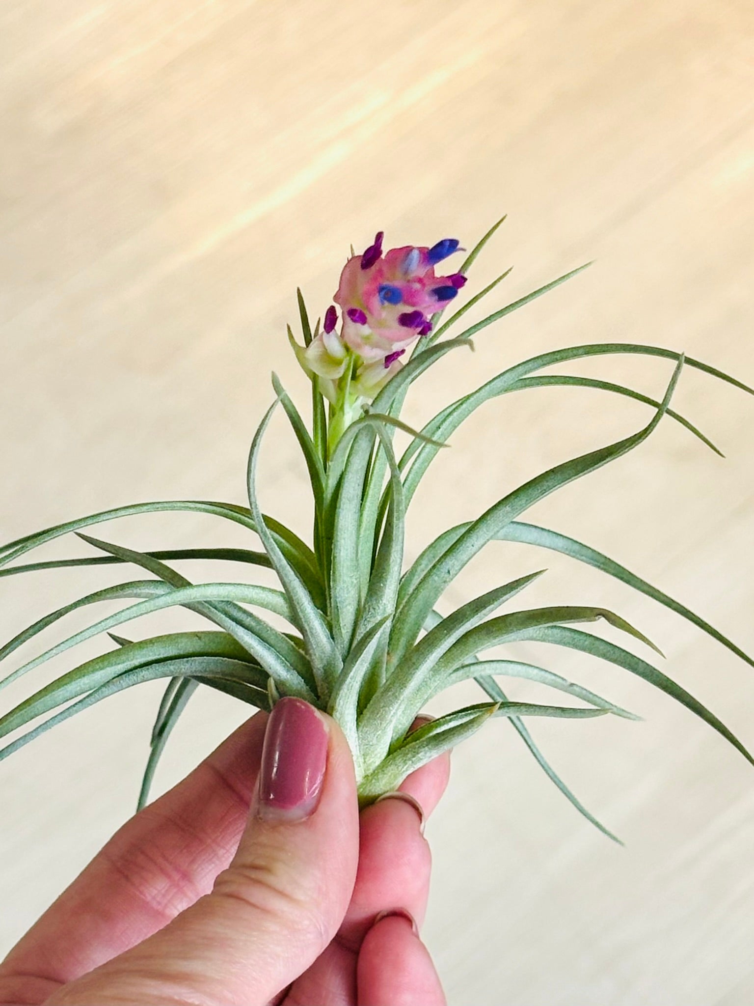 air plants brooklyn ny Airplants – SoCal Soul Plants & Gifts