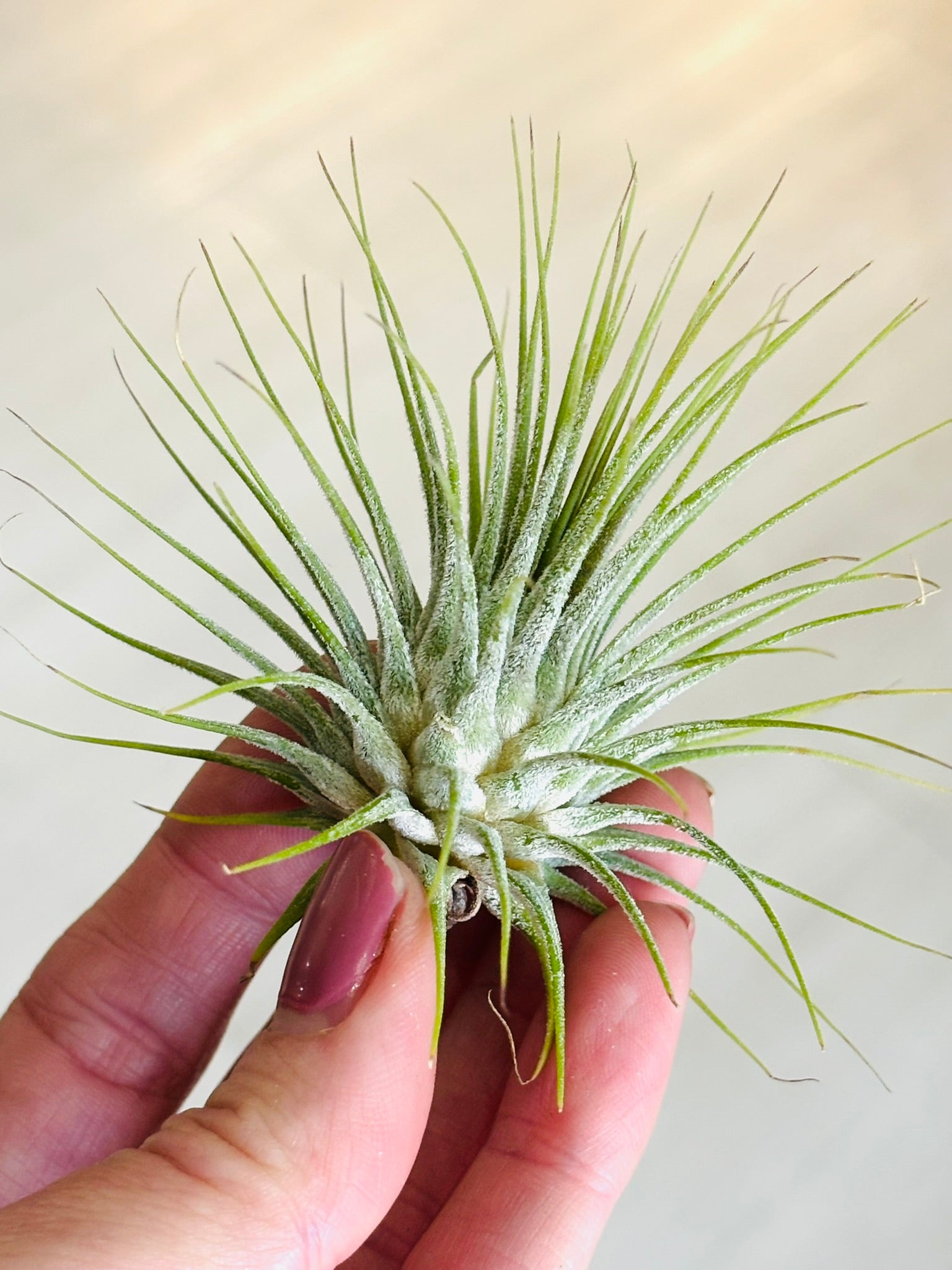 air plant large Airplants – SoCal Soul Plants & Gifts